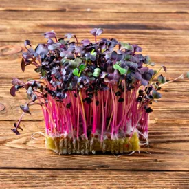 Микрозелень редиса красного